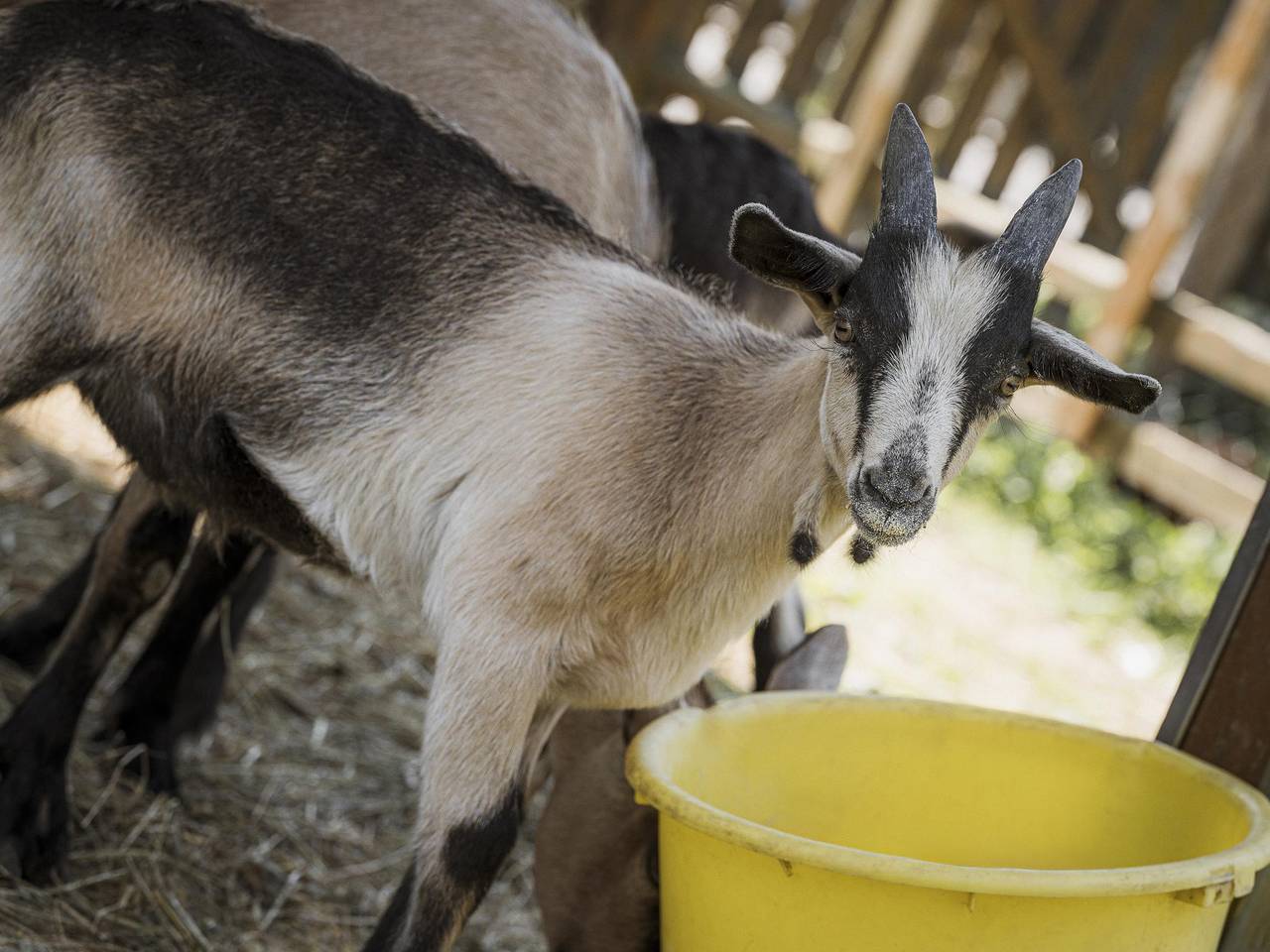 Ganze Ferienwohnung, Apart Tristner | 4-8 Personen | 1.Stock in Zell am Ziller, Bezirk Schwaz