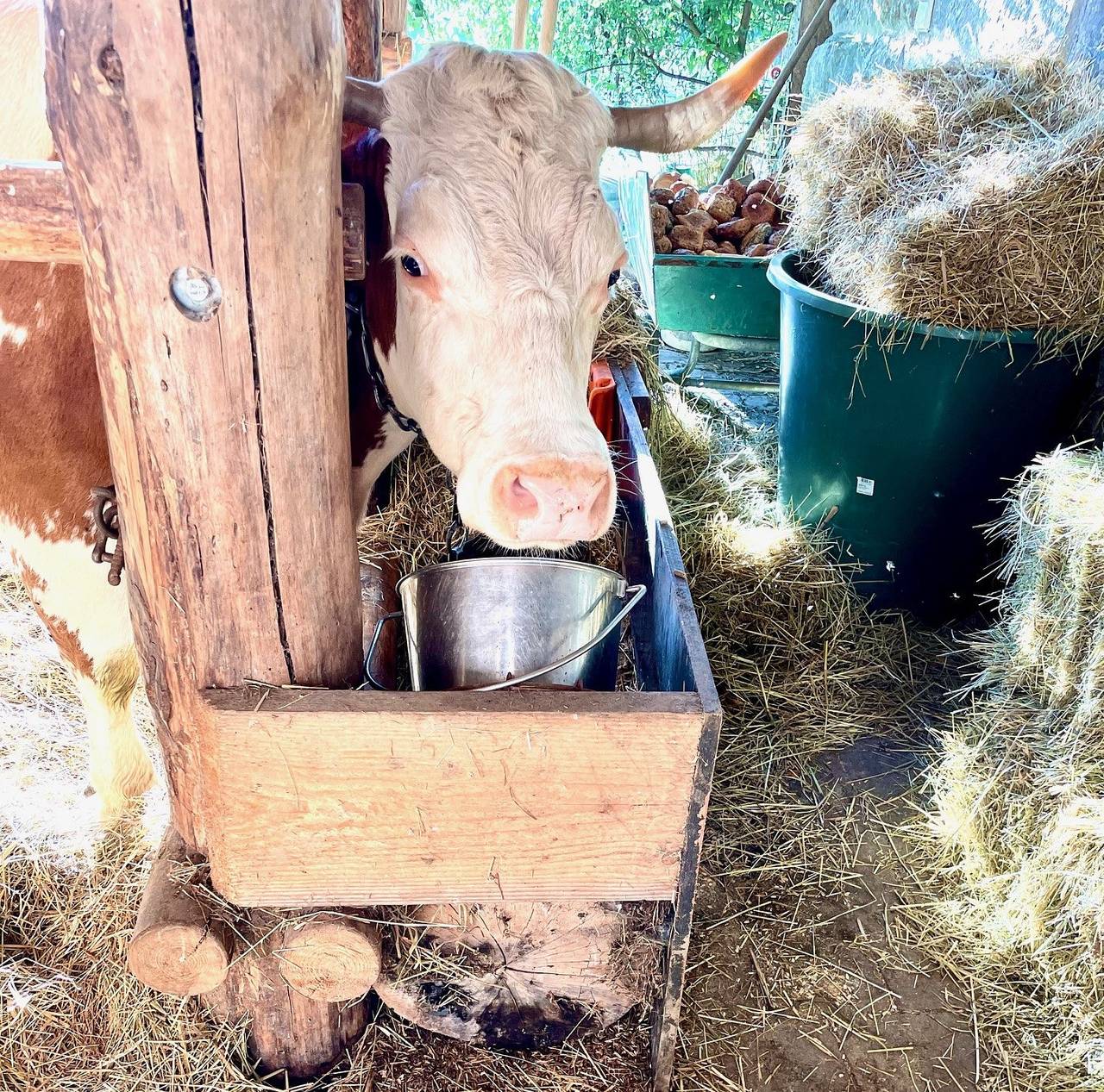 Ganze Ferienwohnung, Ferienbauernhof Hof Balisheim - 3-Zimmer-Fewo, Fewo Rapunzel, Wohnküche, 1. Og, 81 qm in Gaienhofen, Untersee