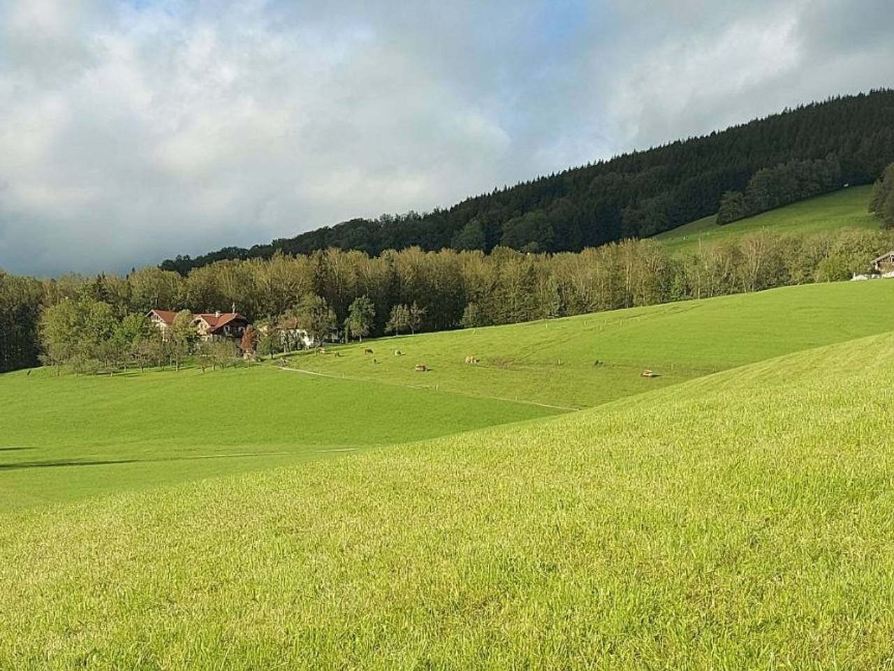 Bio Bauernhof Mondsee Schafleitner-Kroiß - Dachsteinblick in Traunviertel