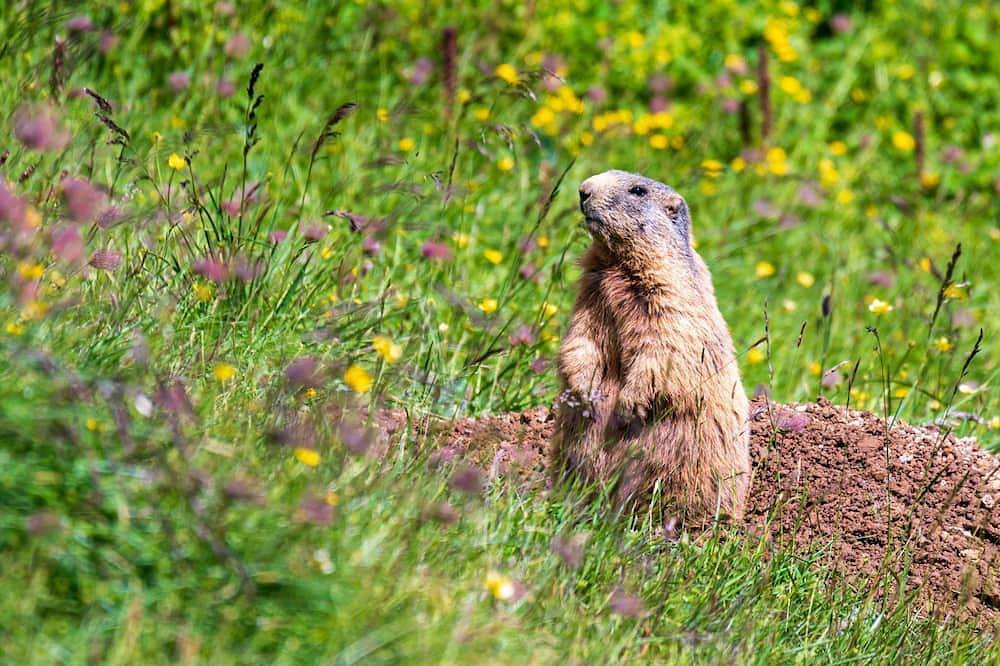 Ganze Wohnung, App. Penthouse Wöster - Penthouse Wöster in Lech am Arlberg, Arlberg