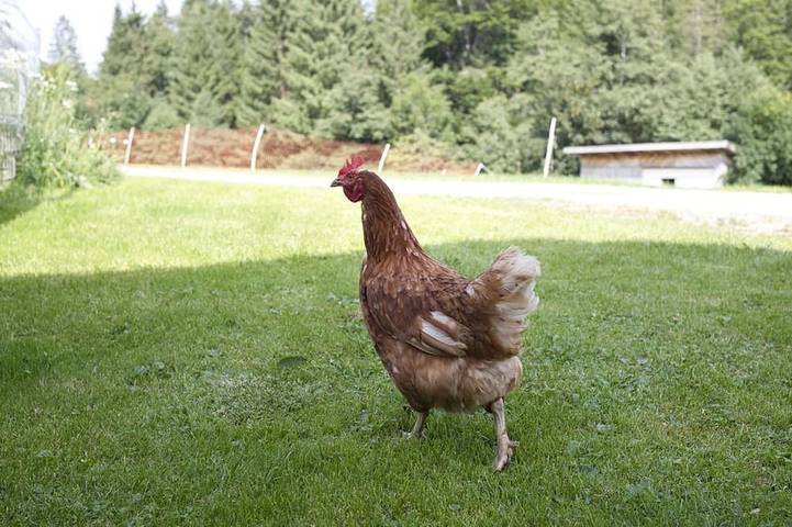 Bauernhof für 2 Personen, mit Terrasse und Whirlpool sowie Sauna und Garten in Bad Hindelang