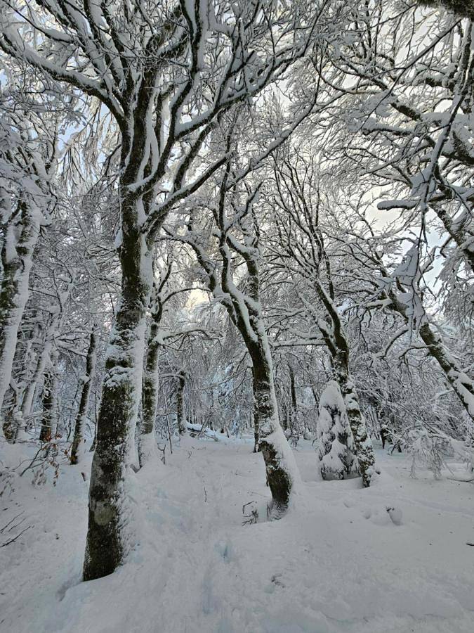 Location de vacances pour 8 personnes, avec jacuzzi ainsi que sauna et jardin, animaux acceptés à Vagney - 3
