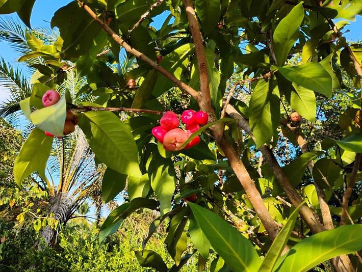 Location de vacances pour 4 personnes, avec jardin et vue, adapté aux familles à Olinda - 4