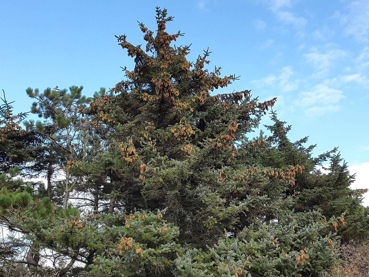 Luxus-Oase in Blavand in Blavand, Varde