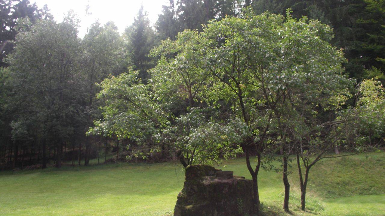 Ganze Ferienwohnung, Ferienwohnung für 5 Personen (100 m²) in Kollnburg in Kollnburg, Ostbayern