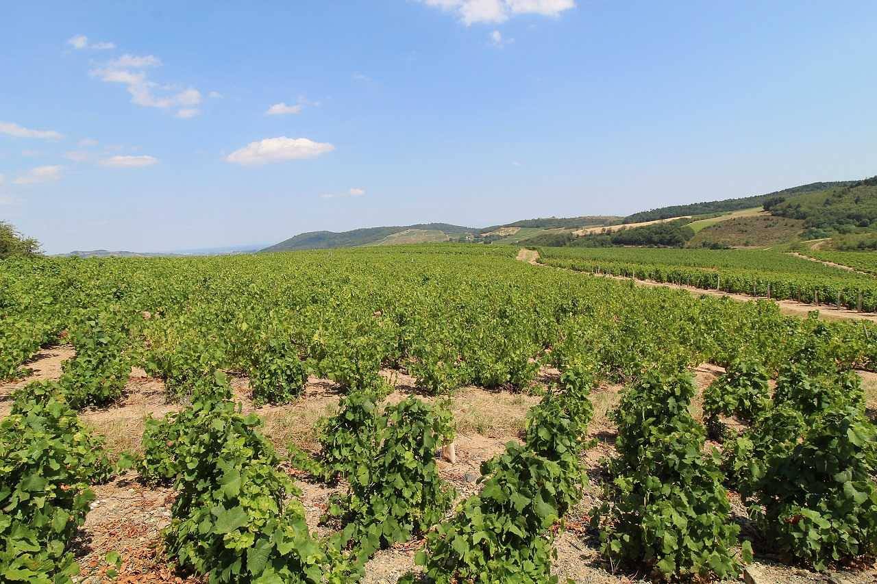 Gîte Les Bourrons in Vauxrenard, Villefranche-sur-Saône region