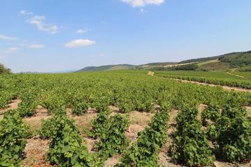 Casa Vacanza per 6 Persone in Vauxrenard, Beaujolais, Foto 2