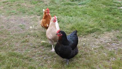 Holiday Home for 6 People in Bass Coast Shire, Photo 4