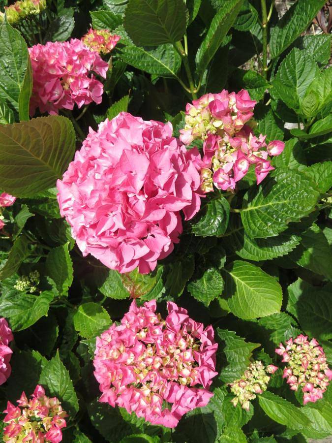 Location de vacances pour 3 personnes, avec terrasse et jardin à Pleudihen-sur-Rance - 2