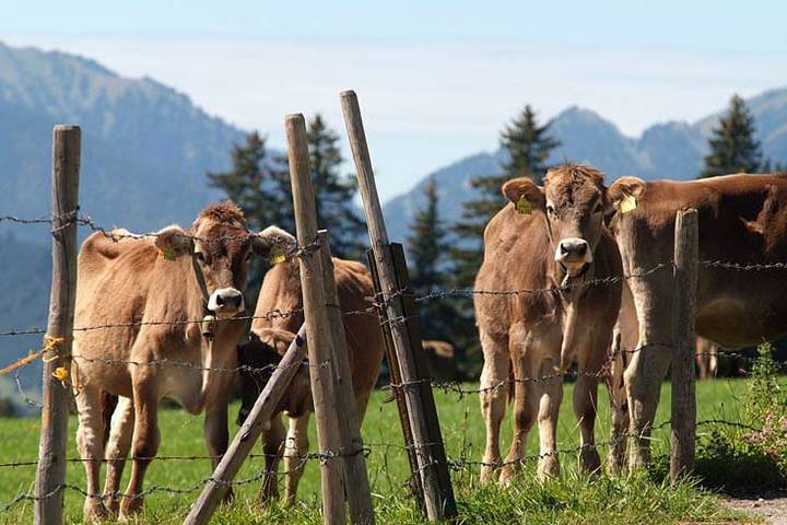 Ferienhaus für 7 Personen, mit Garten im Allgäu - 4