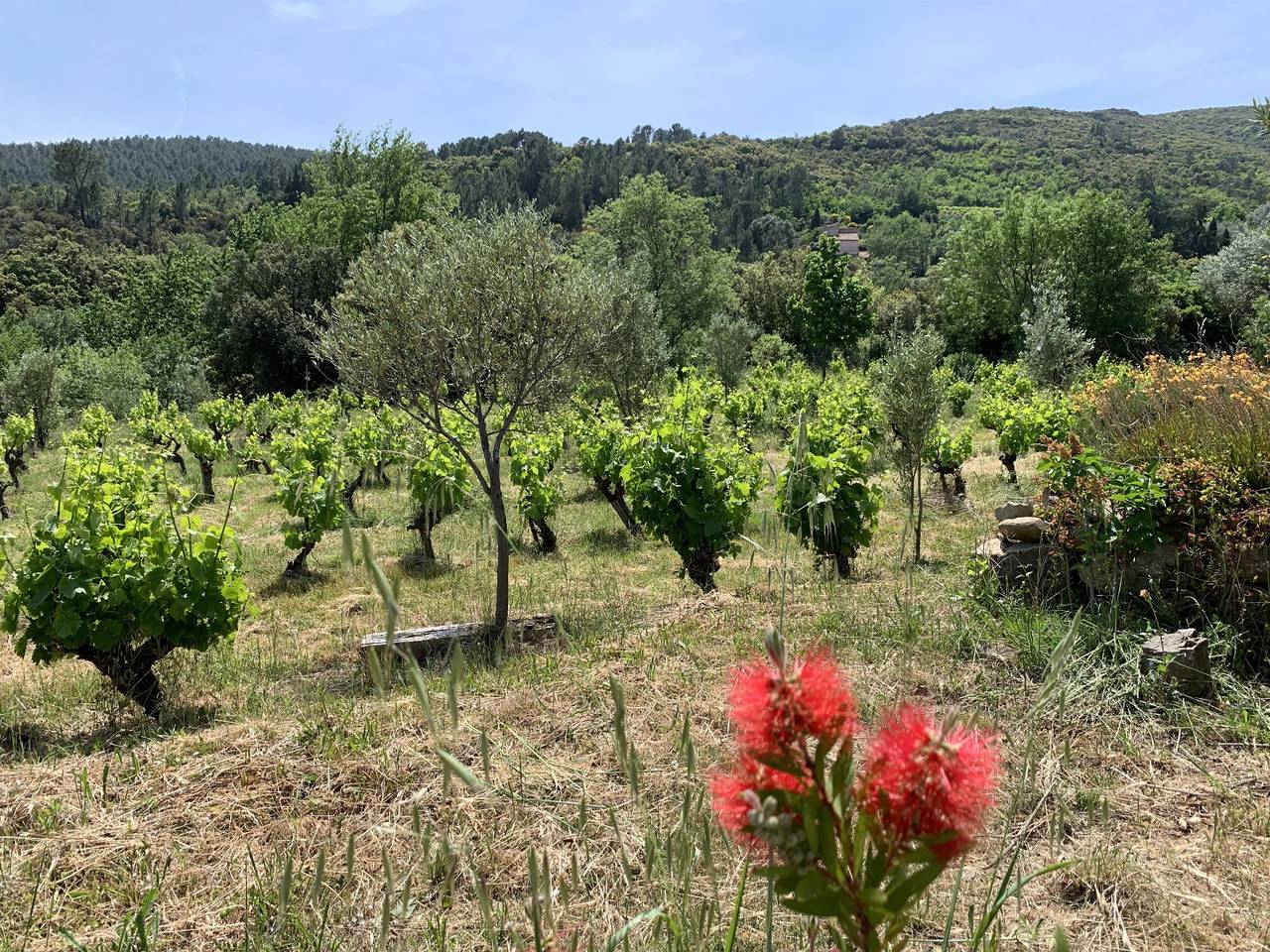 La Maison du Haut Languedoc - Farniente in Berlou, Béziers und Umgebung