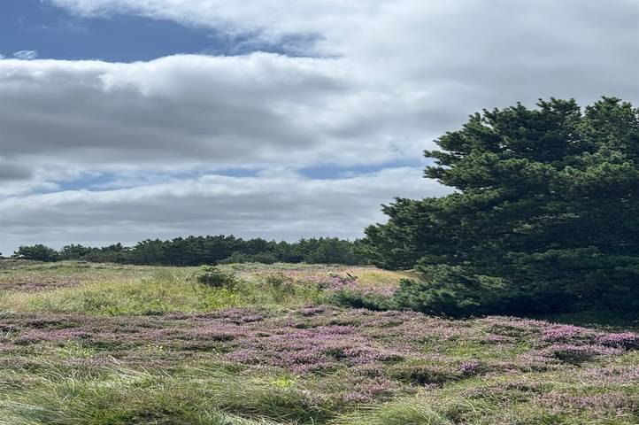 Ferienhaus für 8 Personen, mit Sauna und Whirlpool sowie Terrasse, mit Haustier in Henne Strand - 4