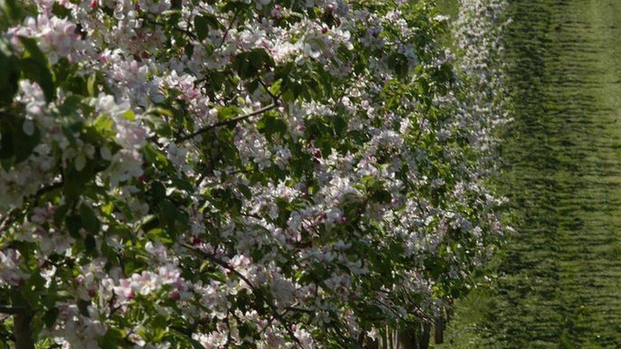 Ganze Ferienwohnung, Ferienwohnung für 6 Personen (92 m²) in Bodnegg in Bodnegg, Region Bodensee-Oberschwaben
