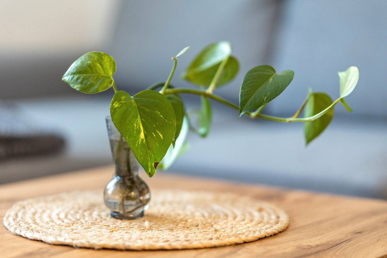 Entire apartment, Apartment 'Fewo45' with Wi-Fi in the Historic Center in Homberg, Schwalm-Eder-Kreis