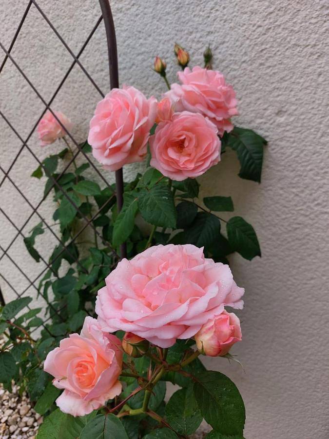Maison d’hôte pour 3 personnes, avec piscine et terrasse ainsi que vue et jardin à Neuville-de-Poitou - 4
