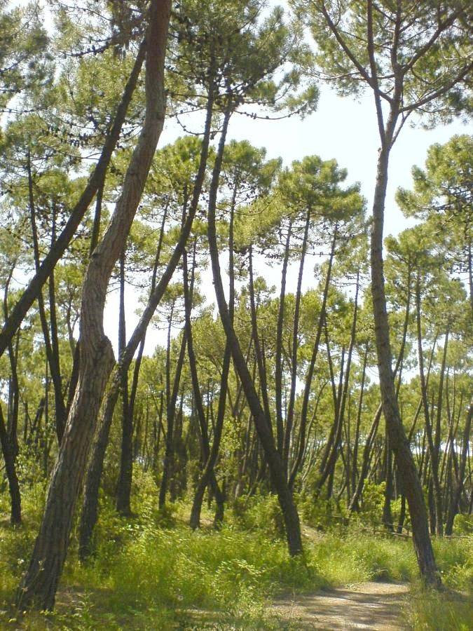 Ganze Wohnung, Il Gamberetto in Principina A Mare, Grosseto