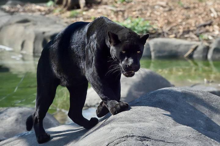 Gîte pour 4 personnes, avec jardin ainsi que vue et piscine à Crécy-la-Chapelle - 3
