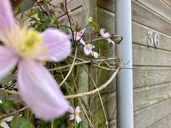 Ferienhaus für 4 Personen, mit Garten und Terrasse, mit Haustier in Anjum - 4