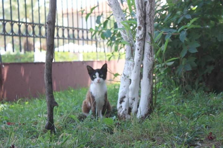 Gîte pour 4 personnes, avec vue et jardin dans Stavros - 3