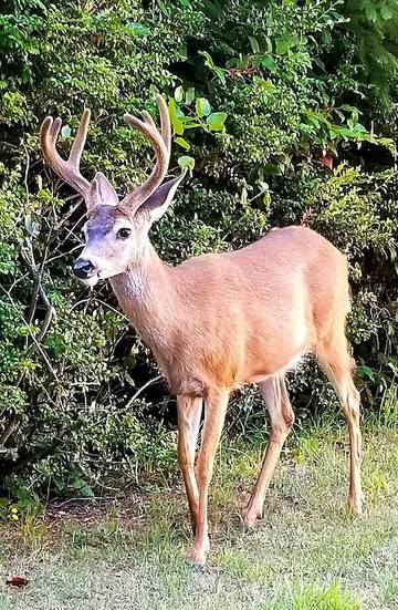 Cottage for 4 Guests in Curry County, Picture 1