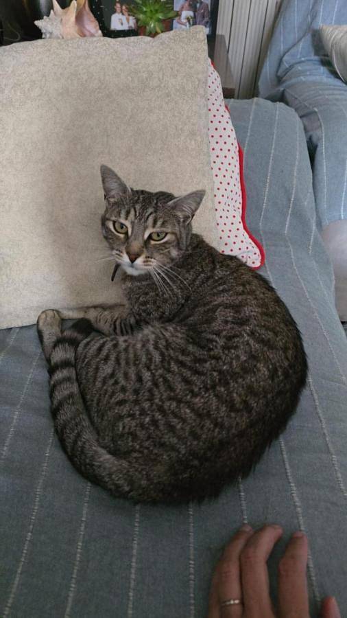 Location de vacances pour 8 personnes, avec jardin à Villepreux - 2