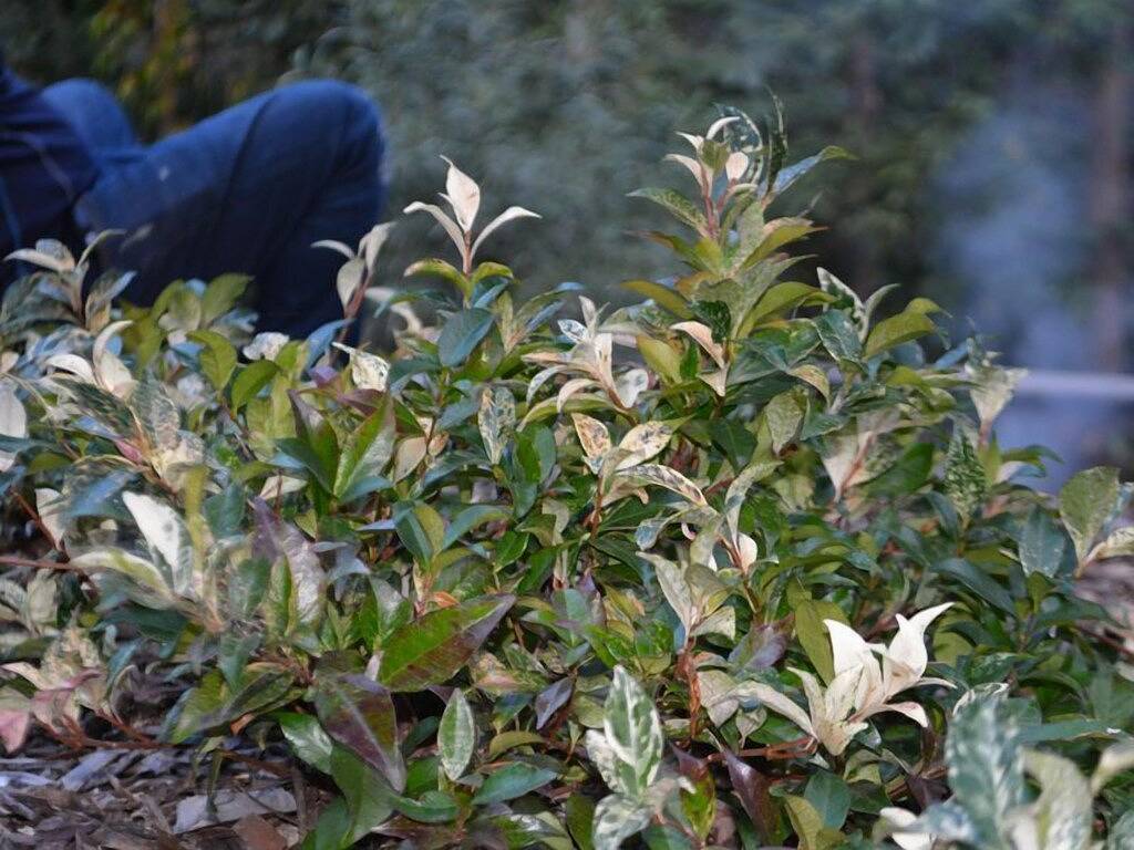 Eatons Hill mit Wifi in Brisbane, Queensland