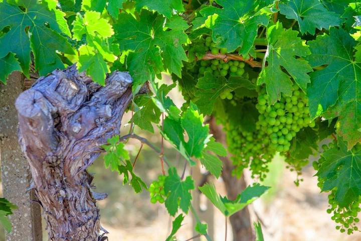 Hôtel pour 2 personnes, avec terrasse et jacuzzi ainsi que sauna et jardin à Casalbordino - 3