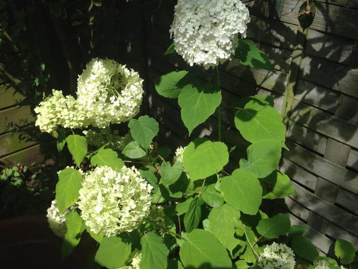 Chambre d’hôte pour 2 personnes, avec jardin et vue à Rotterdam - 4