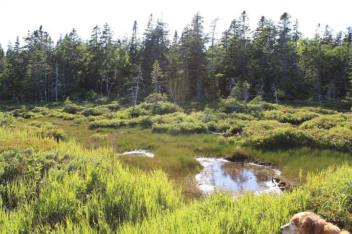 Cottage for 3 people, with yard and terrace, with pets in Maine