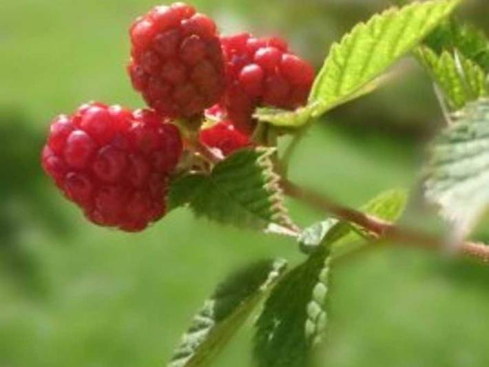 Ferienwohnung für 2 Personen, mit Garten, kinderfreundlich in Au - 4