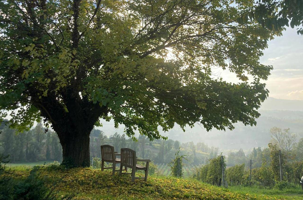 Villa Verdicchio - B&B with wellness for winelovers in Cupramontana, Provincia di Ancona