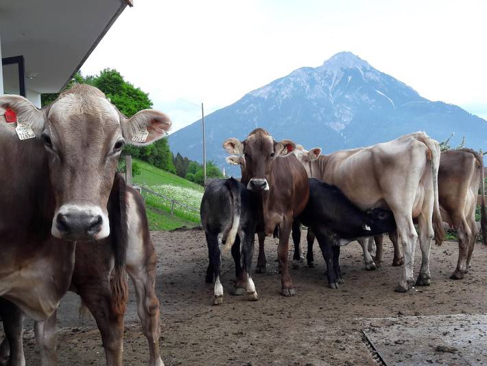 Ferienhaus für 8 Personen, mit Garten in Arzl im Pitztal - 4