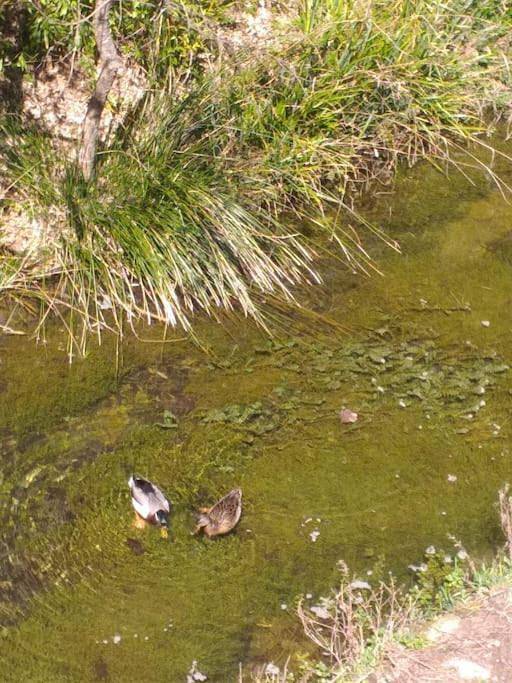 Location de vacances pour 4 personnes, avec jardin, animaux acceptés à Monoblet - 2