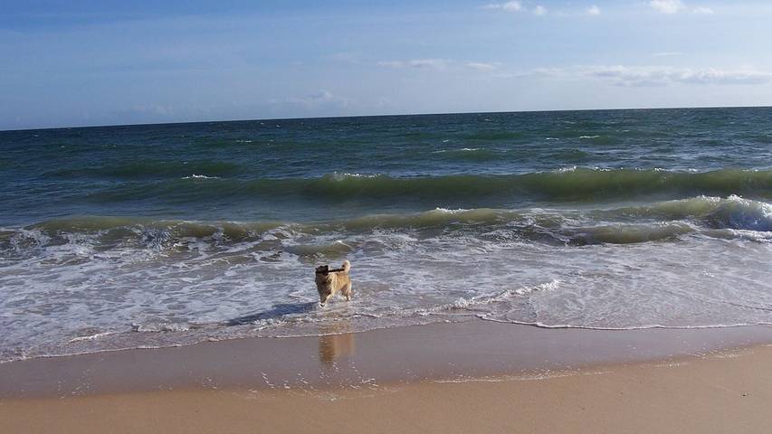 Holiday rental for 10 people, with terrace and garden as well as pool, with pets in Faro