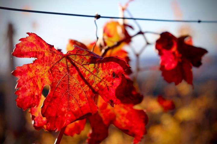 Chambre d’hôte pour 2 personnes, avec terrasse, animaux acceptés à Treiso - 2