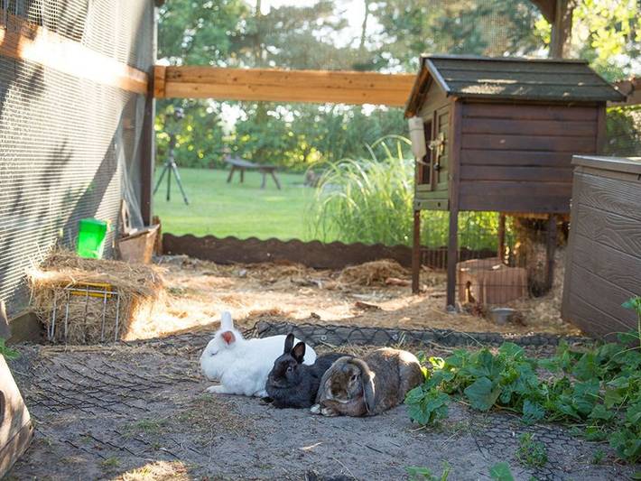 Ferienwohnung für 5 Personen, mit Terrasse und Garten, kinderfreundlich in Byhleguhre-Byhlen - 4