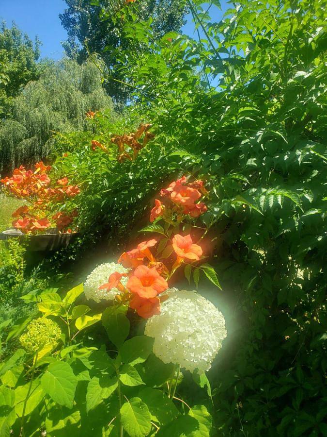 Location de vacances pour 2 personnes, avec jardin ainsi que piscine et vue, animaux acceptés dans Parc naturel régional des Landes de Gascogne - 4