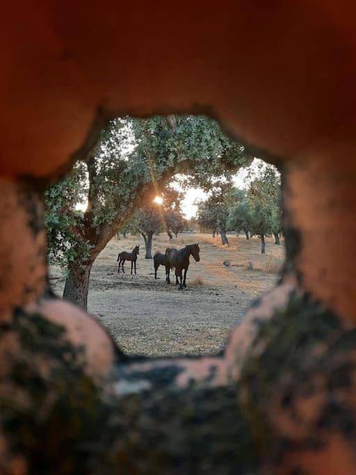 Casa rural para 6 personas, con piscina además de vistas y jardín en Los Pedroches - 3