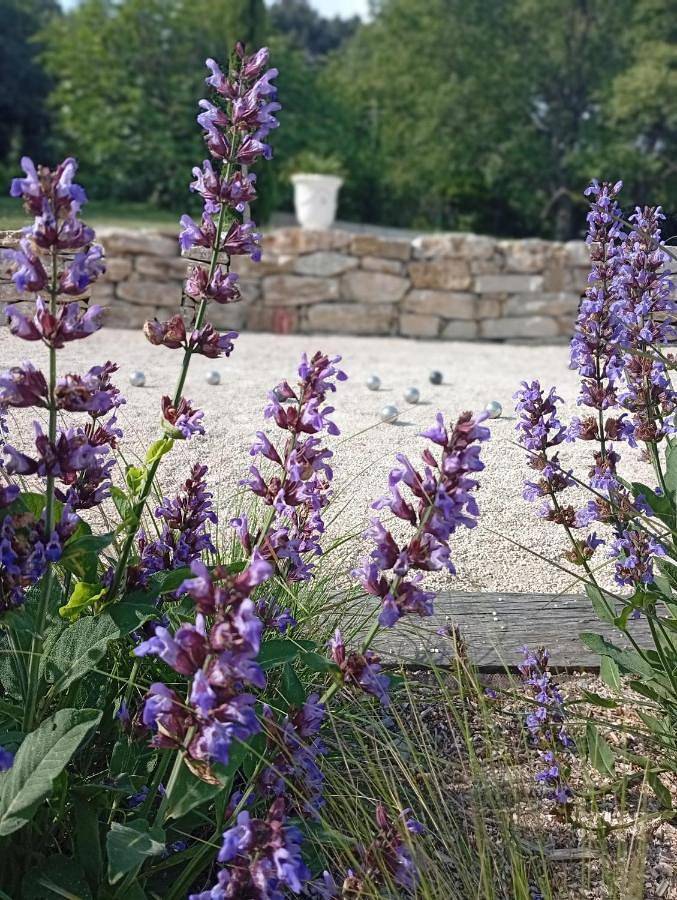 Location de vacances pour 2 personnes, avec jardin et piscine, animaux acceptés à Saint-Paul-Trois-Châteaux - 3