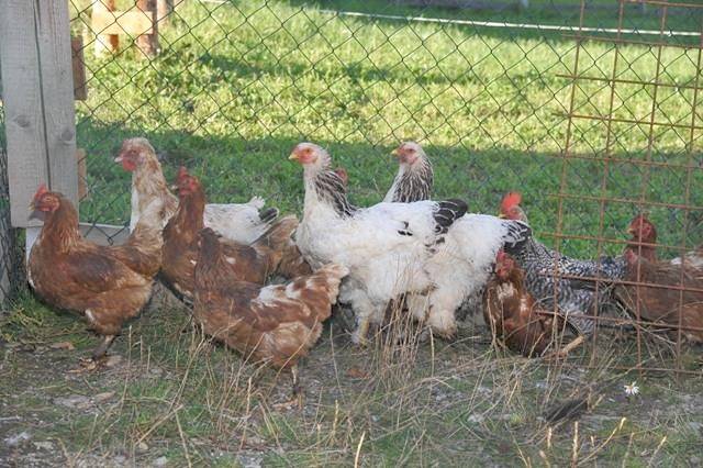 Apartamento vacacional entero, Appartement Kirchblick - Dachgschoss in Mariapfarr, Distrito de Tamsweg