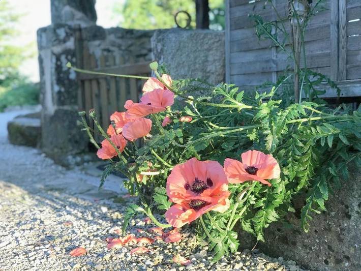 Location de vacances pour 4 personnes, avec jardin ainsi que piscine et vue, animaux acceptés dans Sousceyrac-en-Quercy - 4