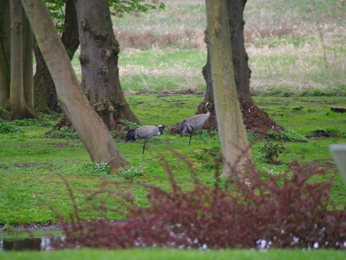 Schloss für 4 Personen, mit Seeblick und Garten, mit Haustier in Mecklenburg-Vorpommern - 4