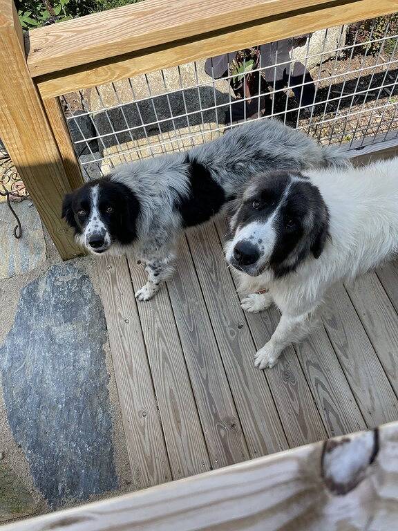 Farm Life! The Rosemary Cabin at Bluff Mountain Nursery in Madison County (NC)