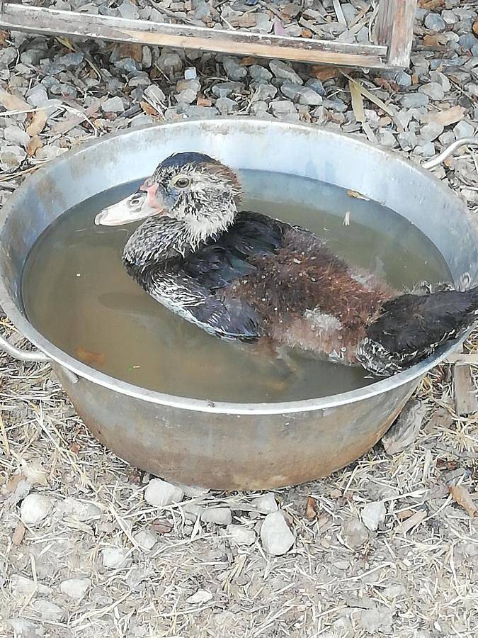 Camping pour 5 personnes, avec jardin ainsi que terrasse et vue près du Canal du Midi - 4