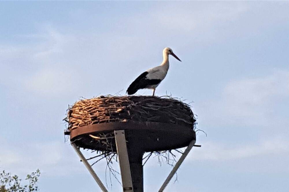 Ganze Wohnung, Fewo Storchennest in Kollmar, Kreis Steinburg