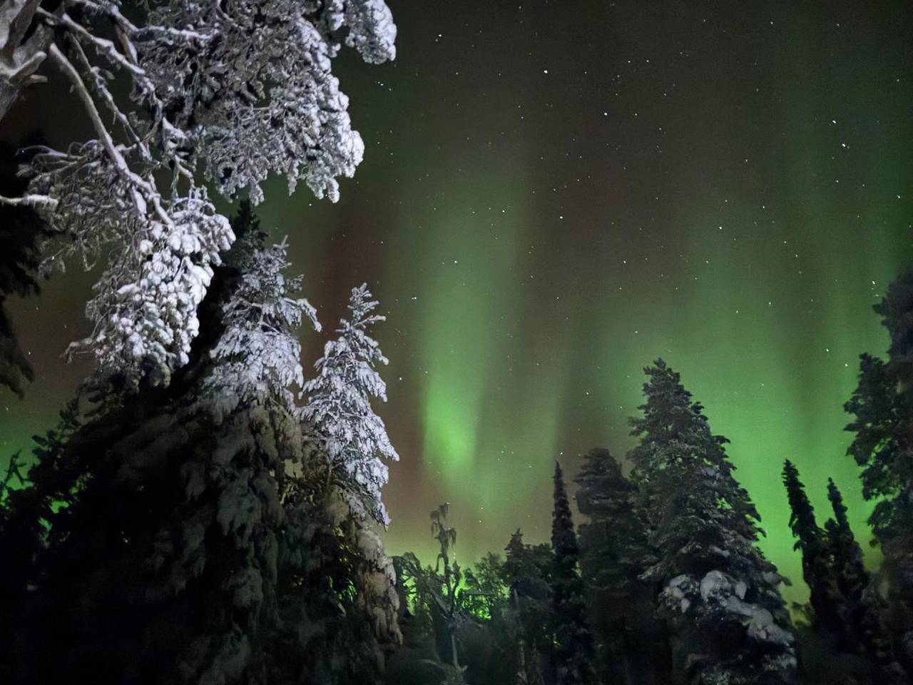 Tervakko in Lappland