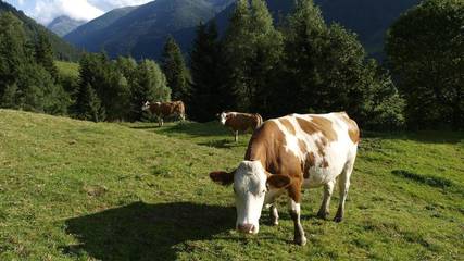 Bauernhof für 2 Personen in Sölk, Liezen und Umgebung, Bild 3