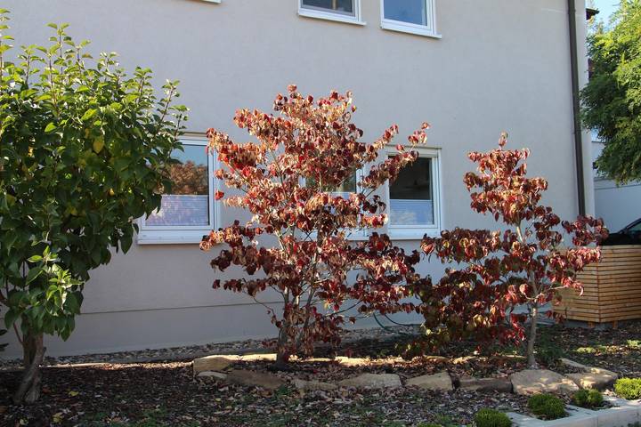 Ferienwohnung für 3 Personen, mit Terrasse in Hambach (Neustadt) - 3