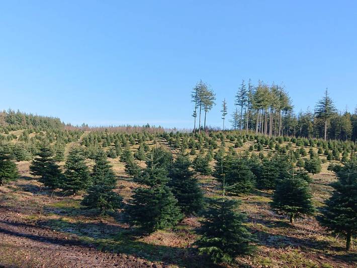 Ferienhaus für 4 Personen, mit Terrasse, mit Haustier in Ostjütland - 3