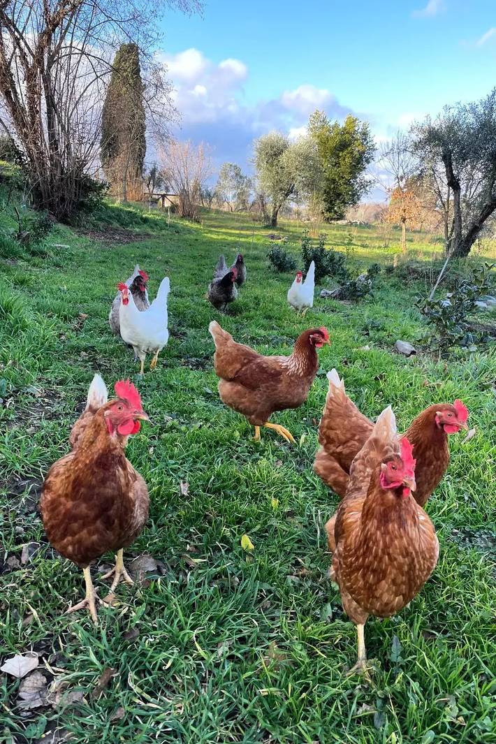 Gîte pour 3 personnes, avec jardin à Orvieto - 3
